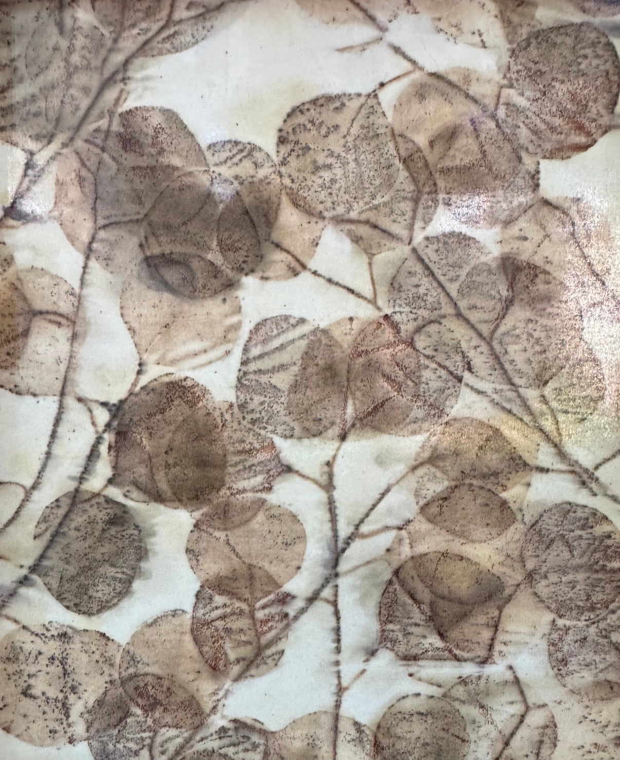 F120 Eucalyptus